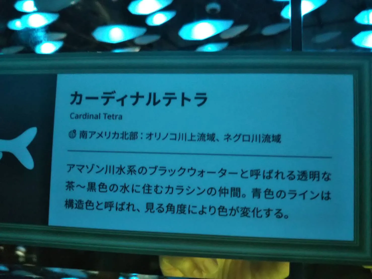 カーディナルテトラ