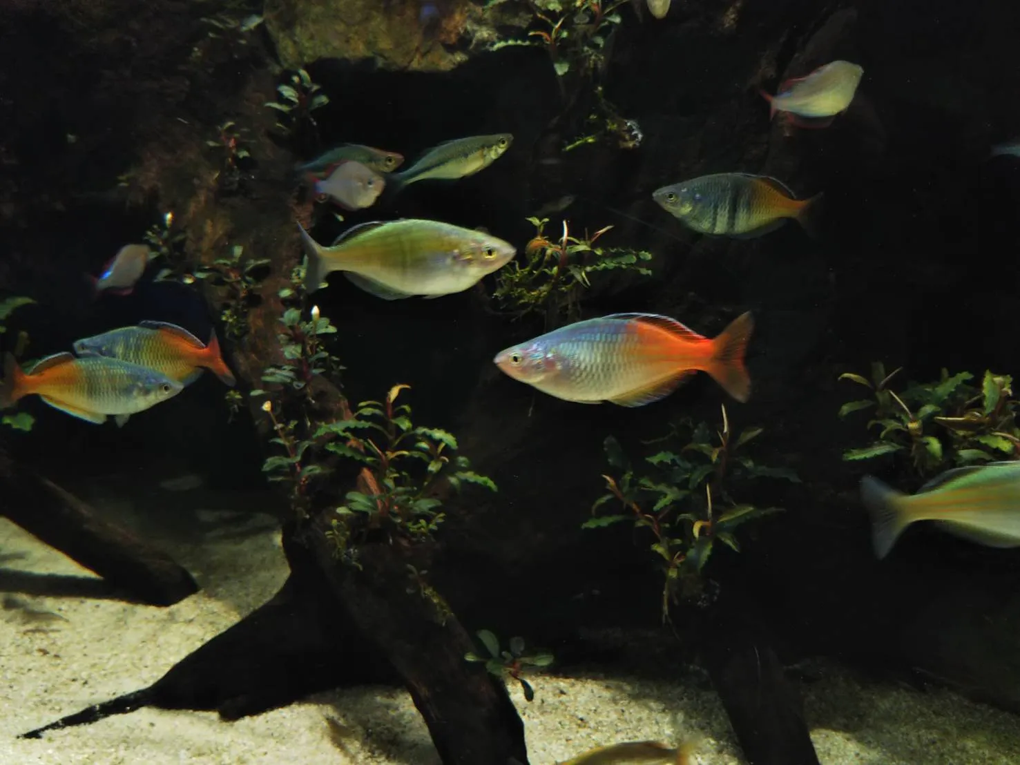 熱帯魚たち