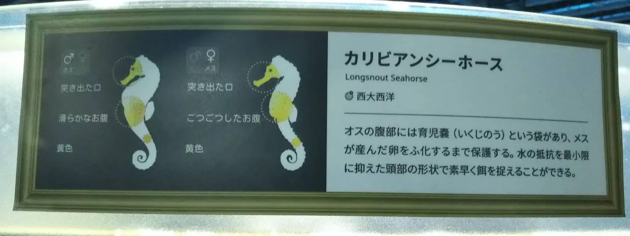 カリビアンシーホース