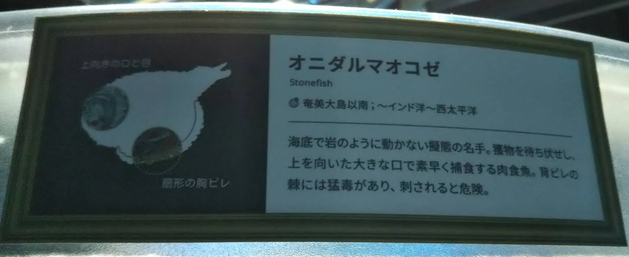 オニダルマオコゼ