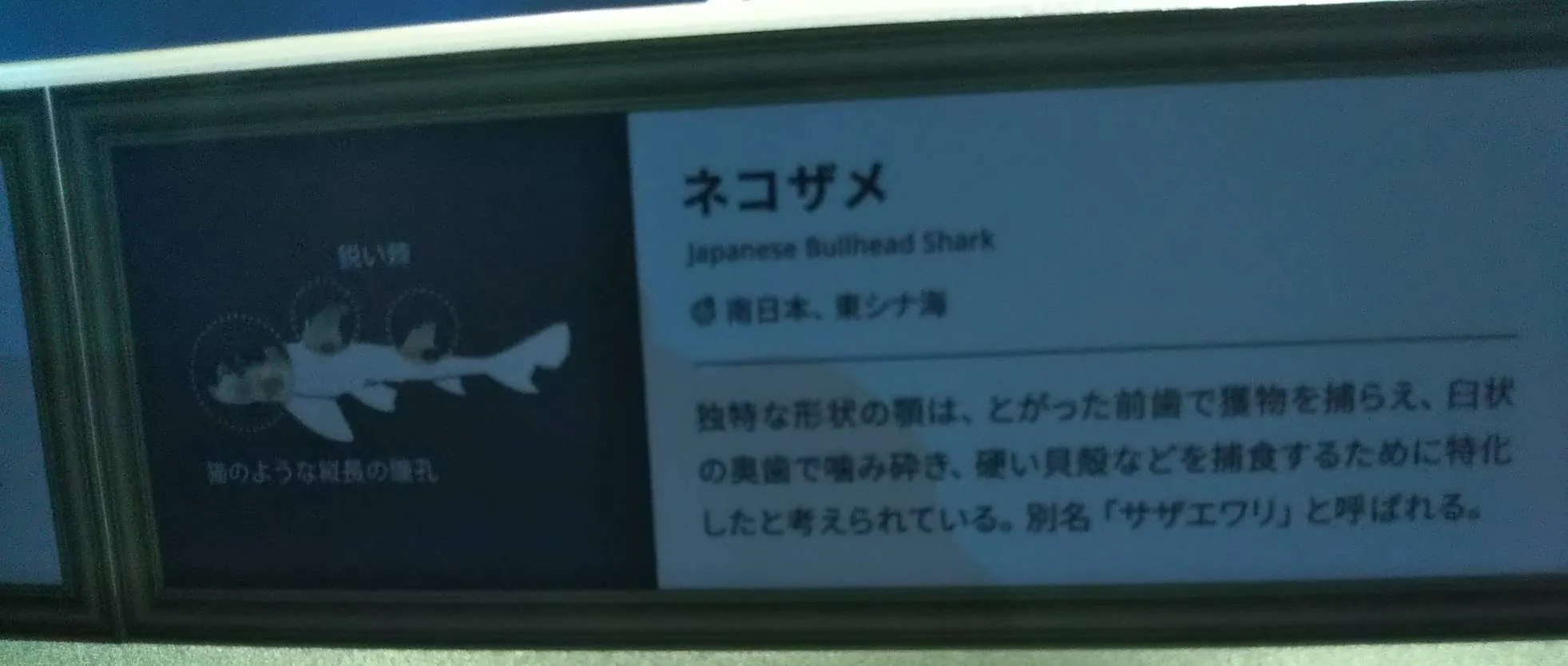 ネコザメ