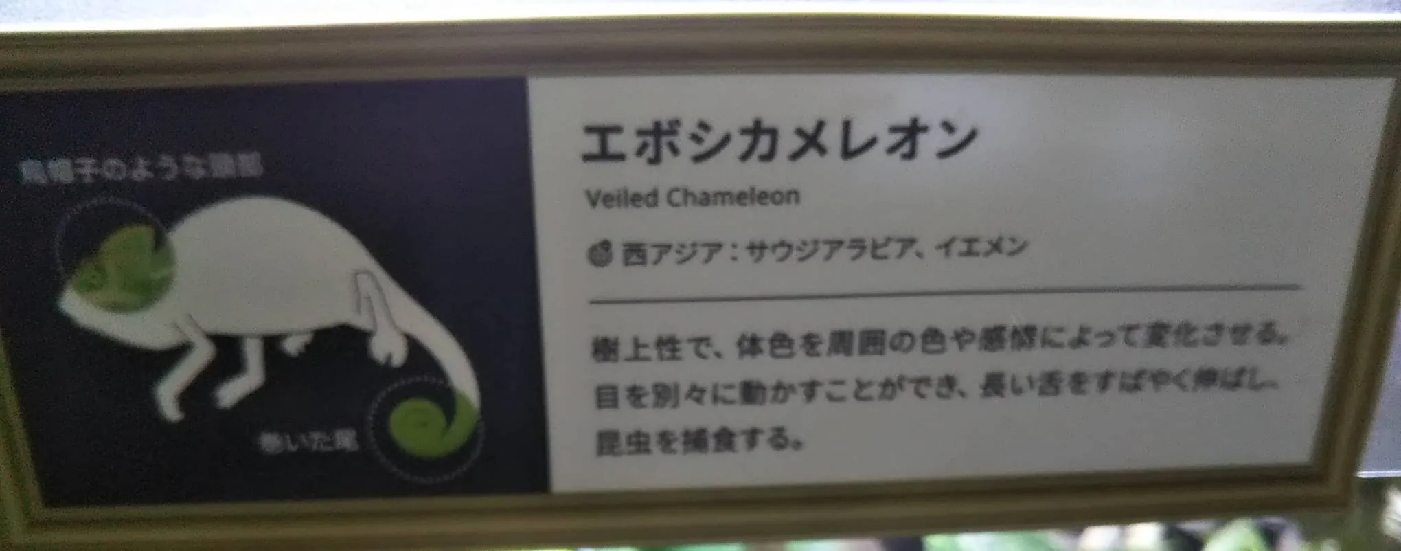 エボシカメレオン