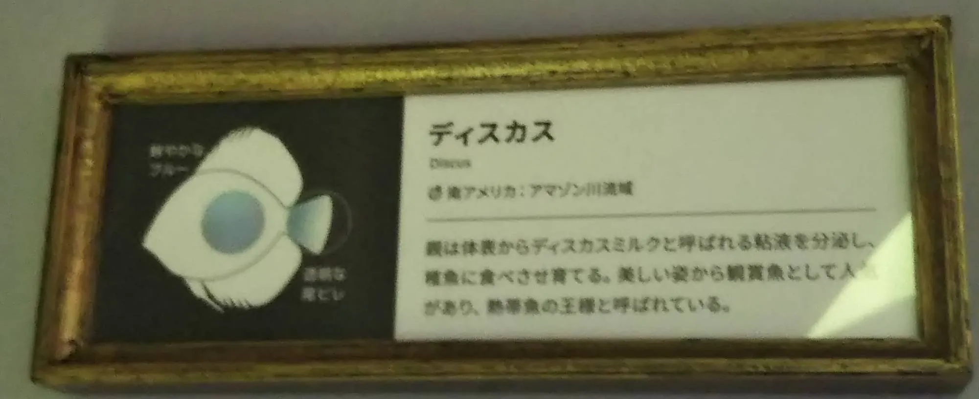ディスカス