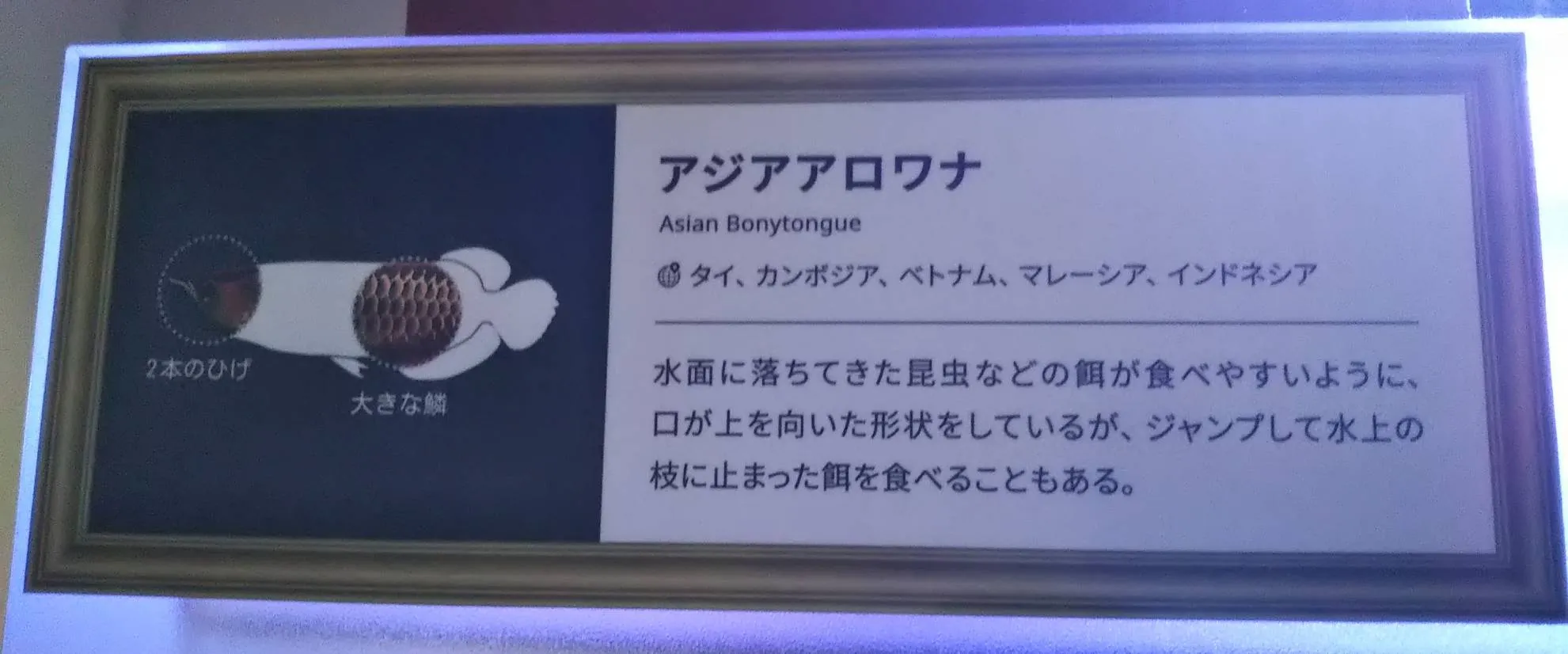 アジアアロワナ