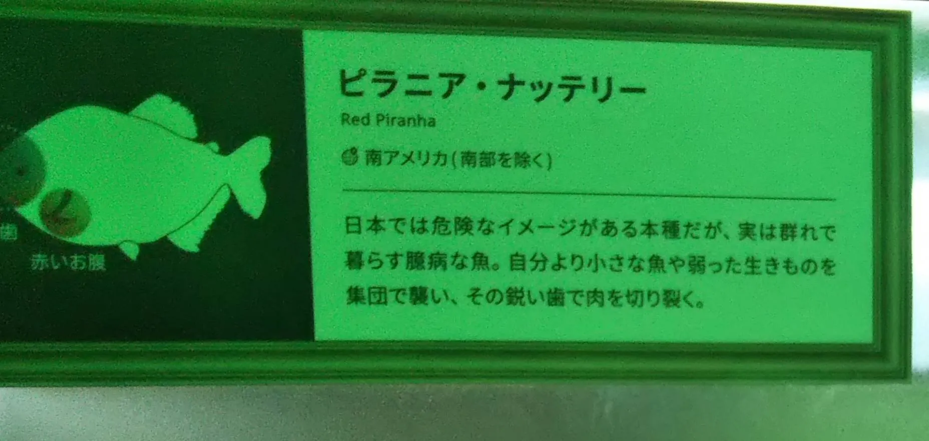 ピラニア ナッテリー