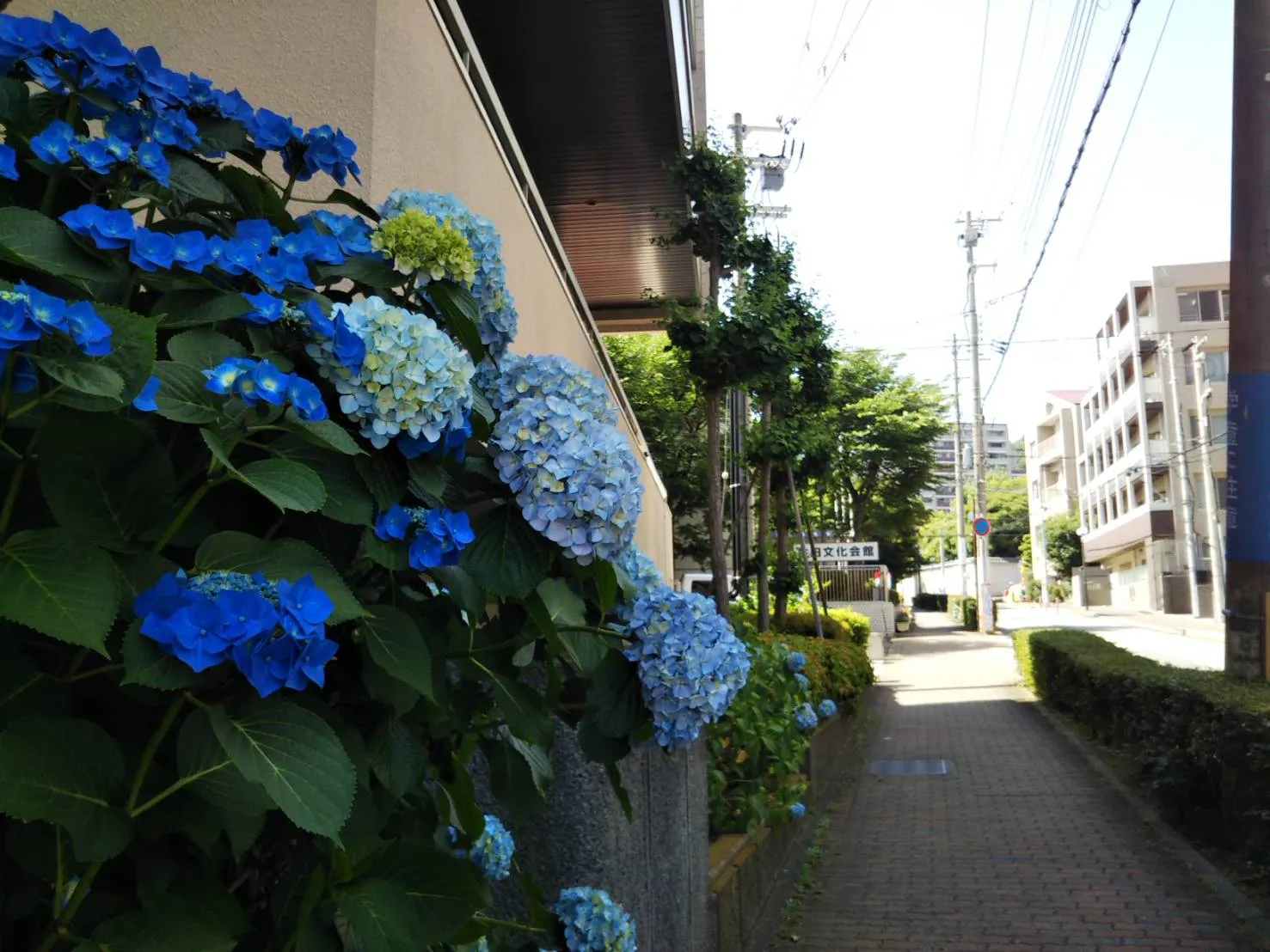 兵庫県神戸総合庁舎沿いの歩道