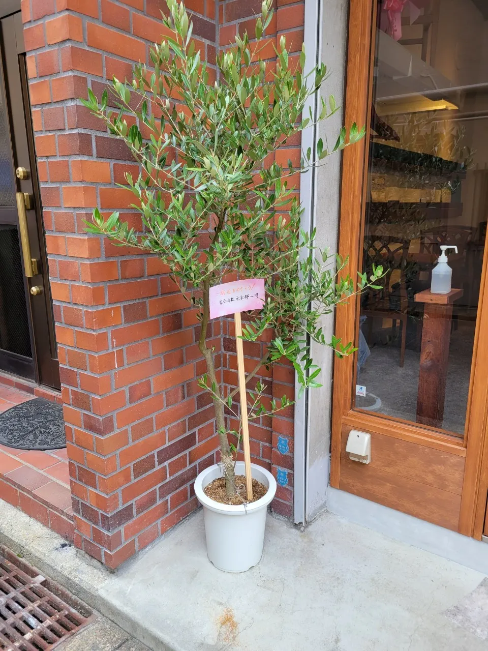 お店前の植物