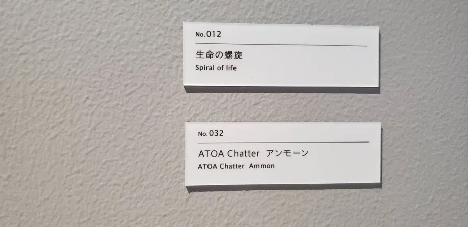 アンモナイト