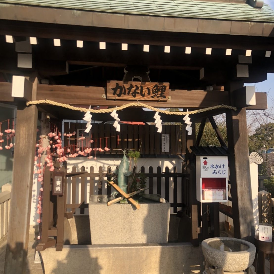 かない鯉