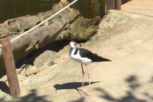 ペリカンラグーン_足の長い鳥